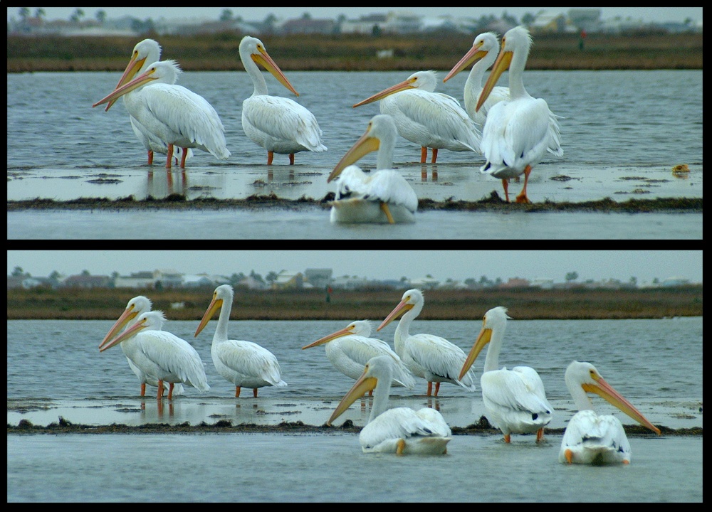 (63) pelican montage.jpg   (1000x720)   291 Kb                                    Click to display next picture